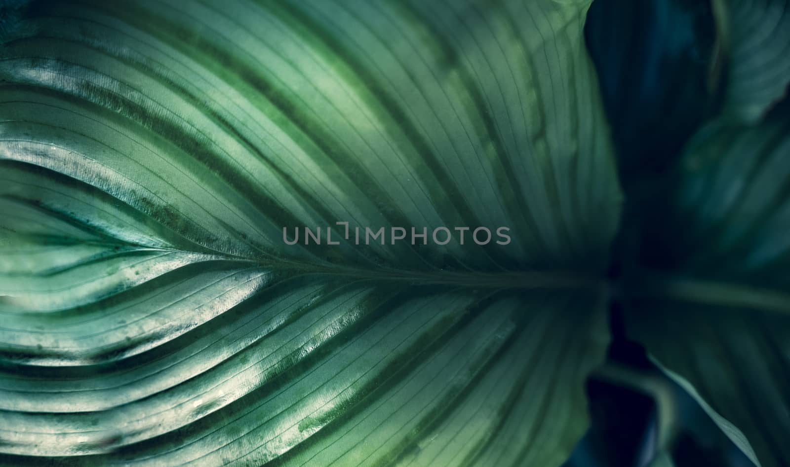 tropical leaves colorful flower on dark tropical foliage nature background dark green foliage nature by sarayut_thaneerat
