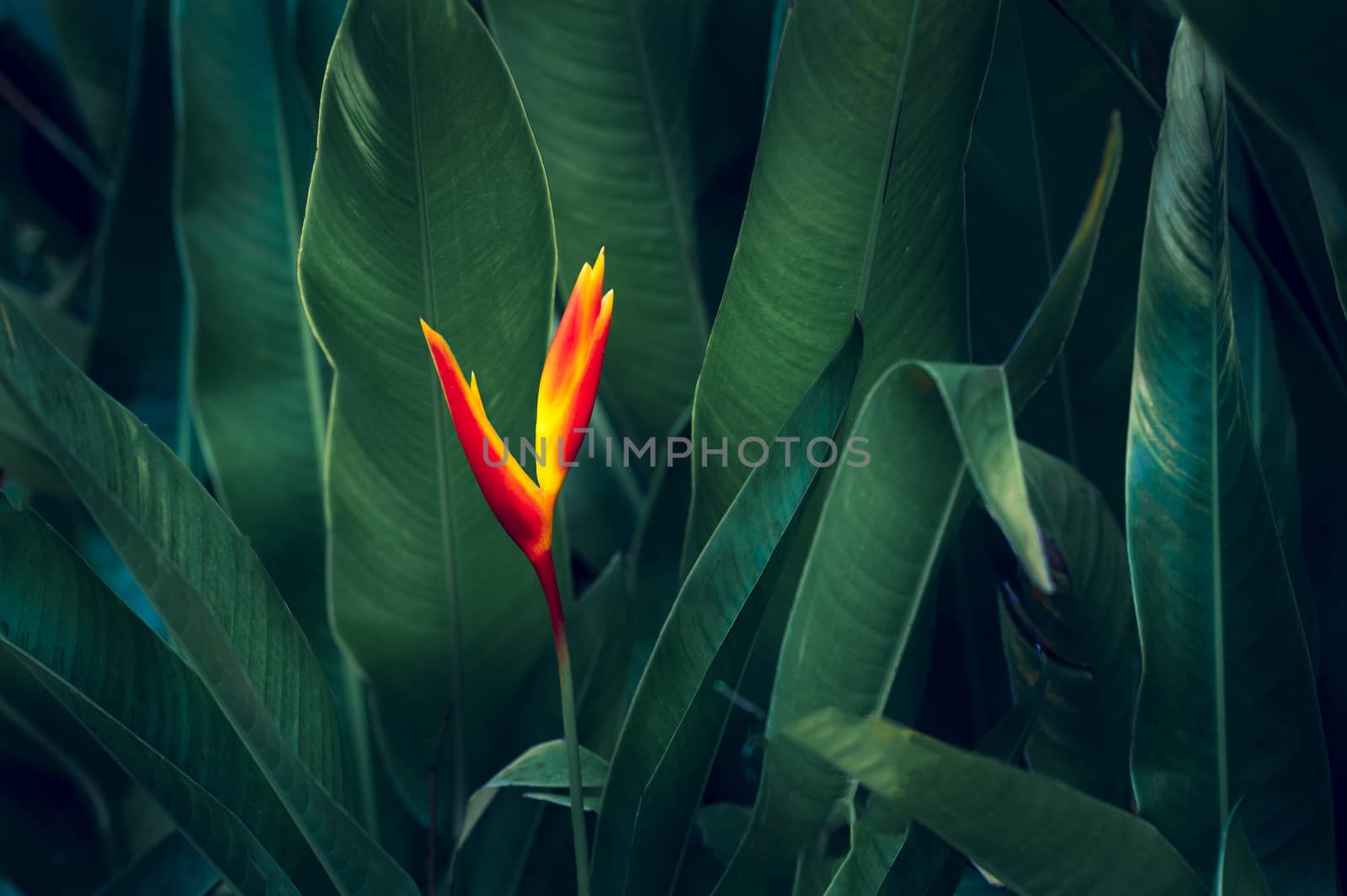 tropical leaves colorful flower on dark tropical foliage nature background dark green foliage nature by sarayut_thaneerat