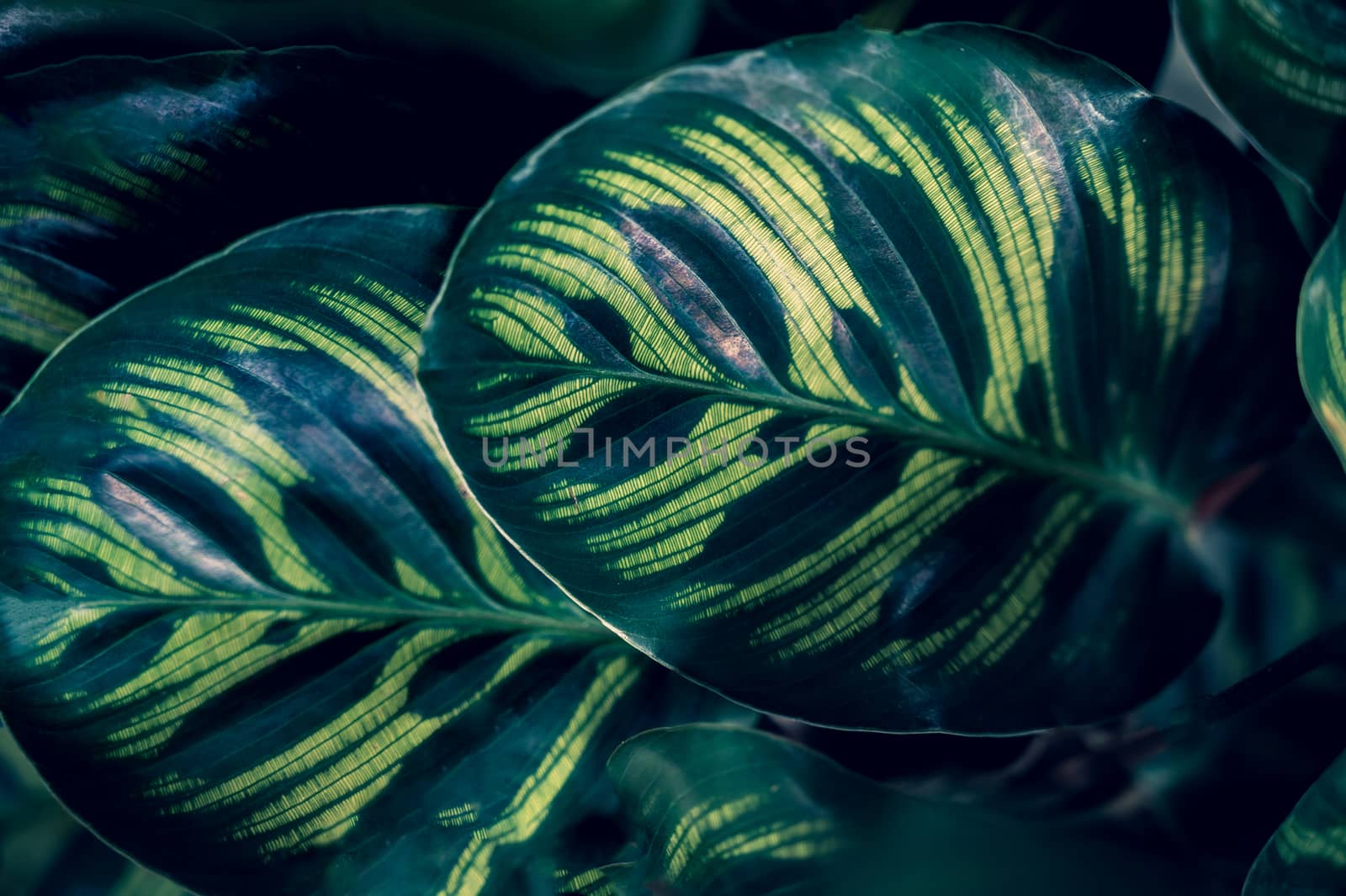 tropical leaves colorful flower on dark tropical foliage nature background dark green foliage nature by sarayut_thaneerat