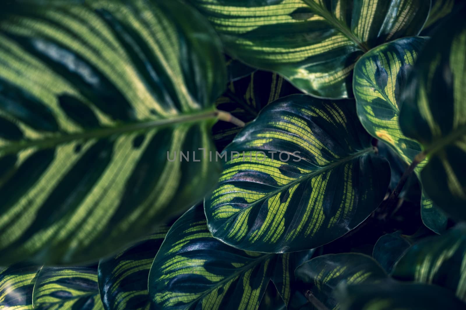 tropical leaves colorful flower on dark tropical foliage nature background dark green foliage nature