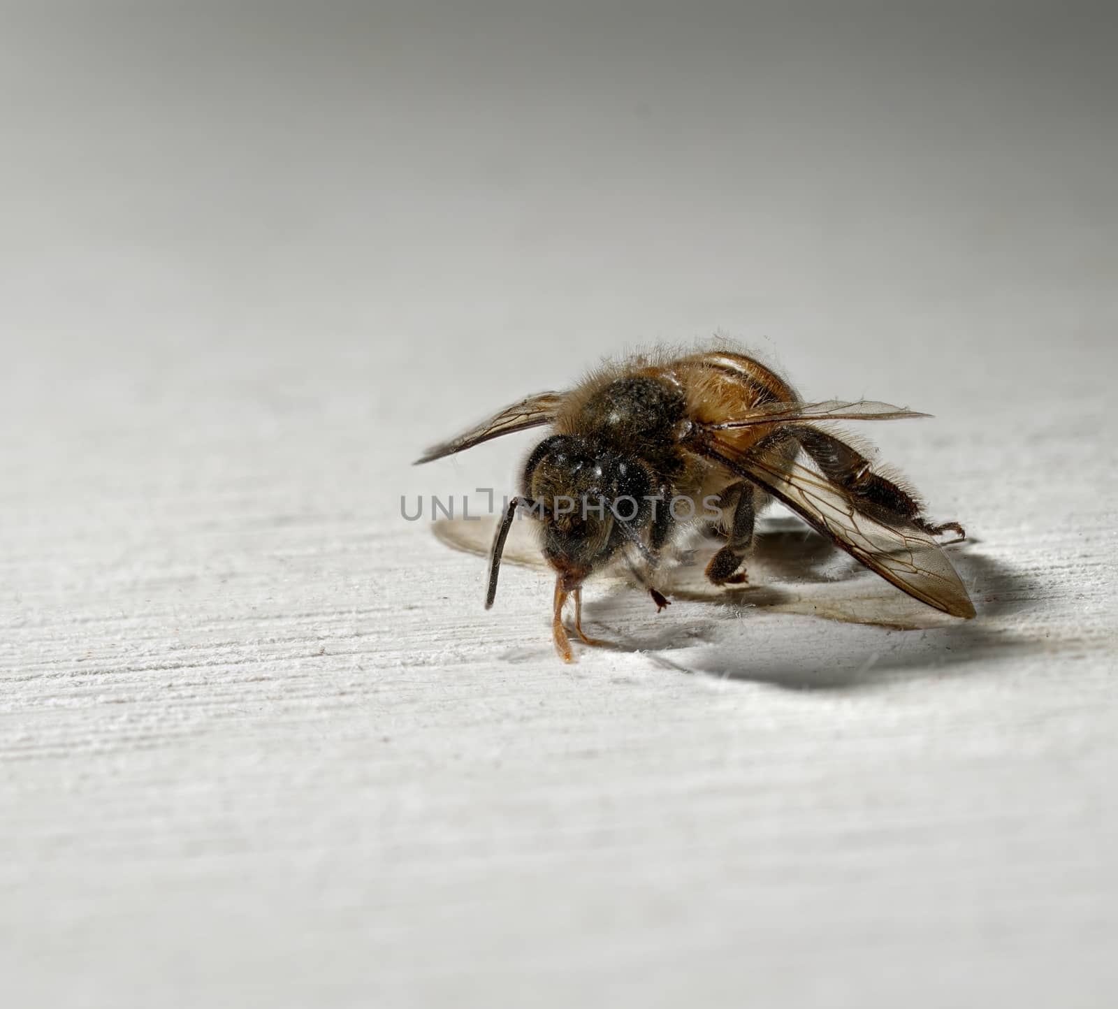 A close up of one worker bee on a white wooden background.