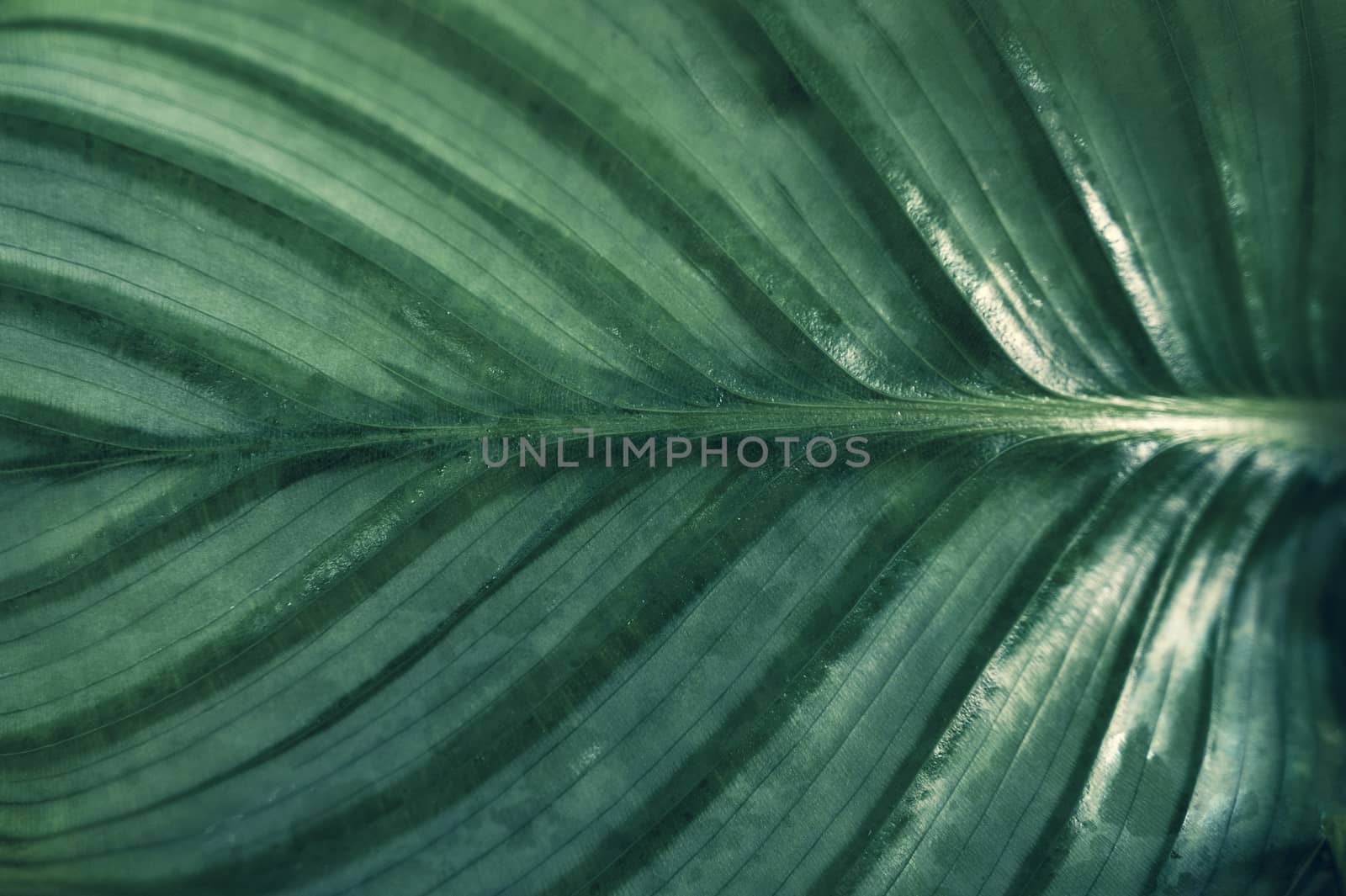 tropical leaves colorful flower on dark tropical foliage nature background dark green foliage nature by sarayut_thaneerat