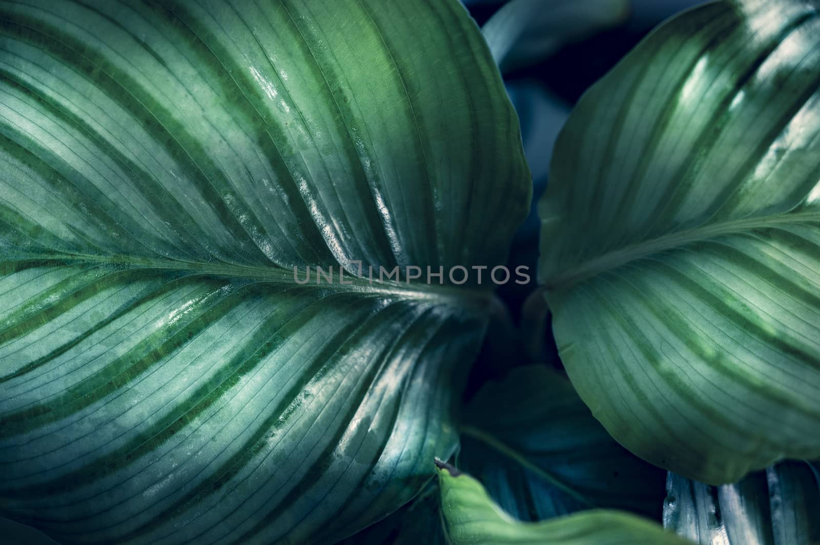 tropical leaves colorful flower on dark tropical foliage nature background dark green foliage nature by sarayut_thaneerat