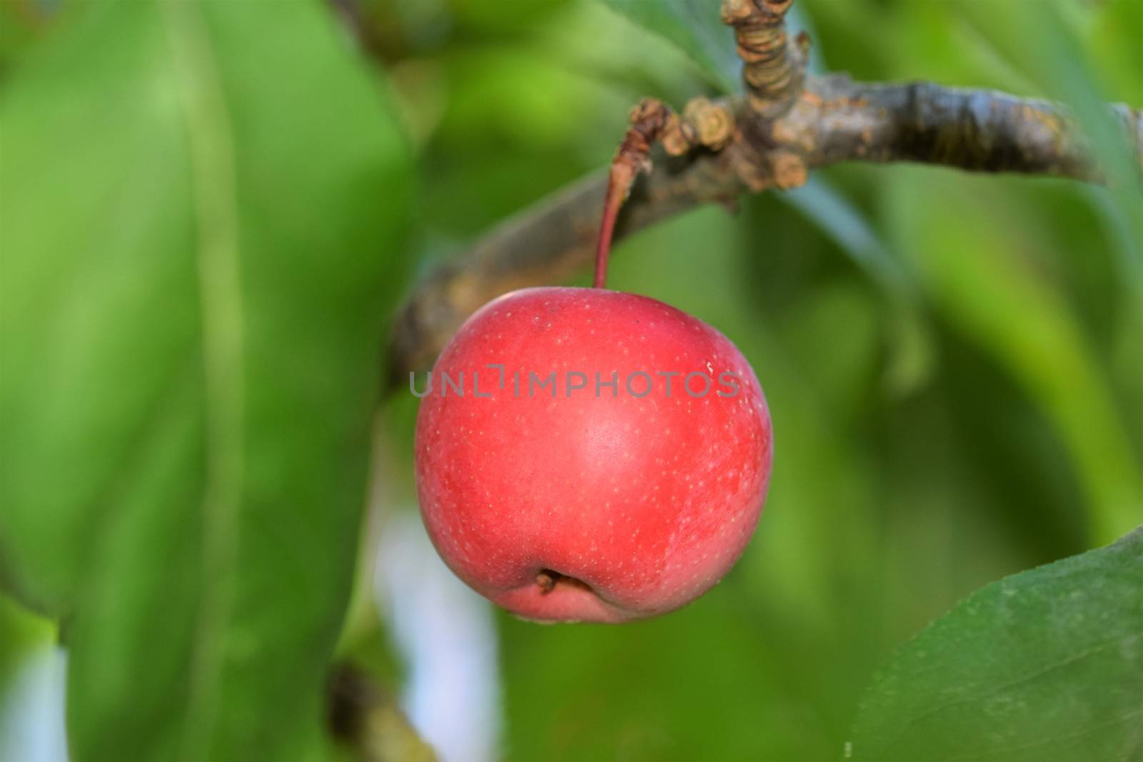 A single red apple in an appletree with branches and green leaves around it