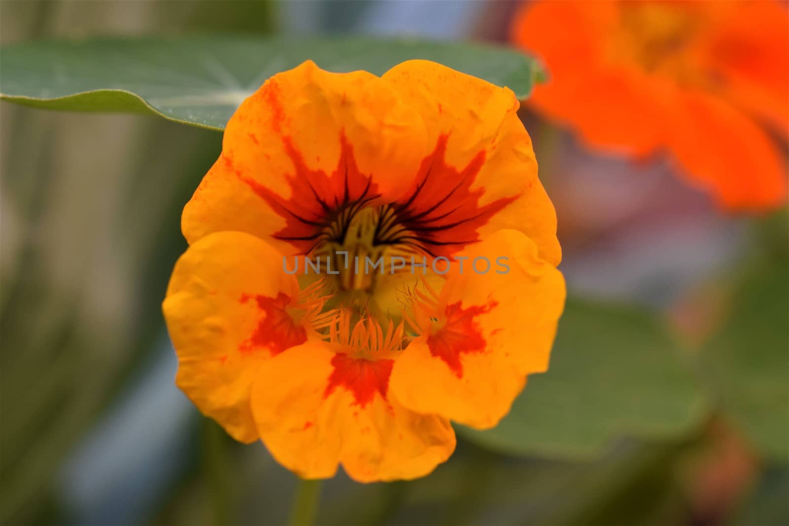 Wide open blossom of tropaeolum majus, great nasturtium