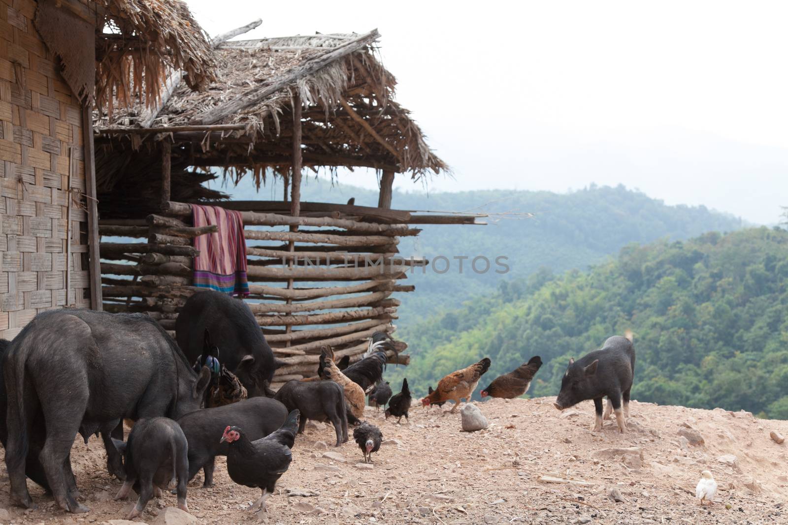 Luang Namtha Laos 12/24/2011 remote traditional tribal region of northwest Laos  by kgboxford