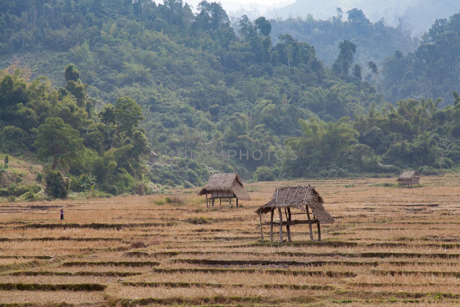 Luang Namtha Laos 12/24/2011 remote and very traditional tribal region of north-west Laos in minority villages with simple wooden houses and rice paddy . High quality photo