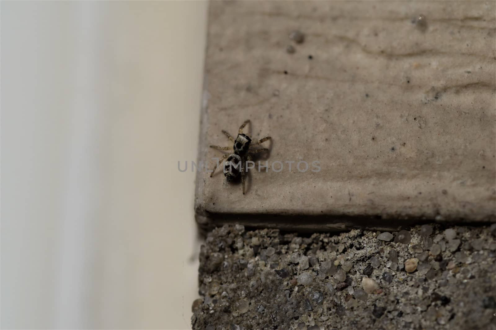 Zebra jumping spider on a beige house wall