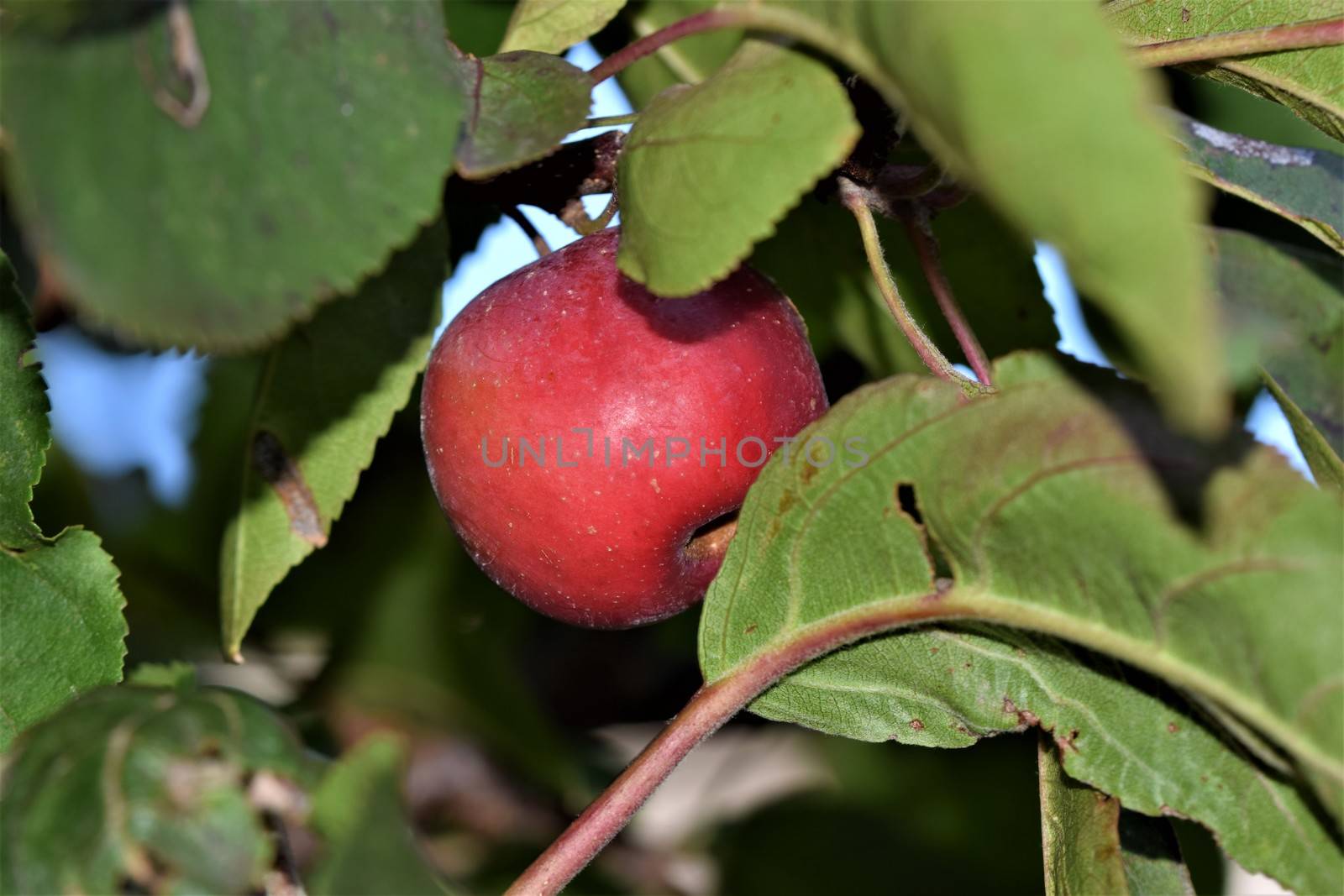 A single red apple in an appletree with branches and green leaves around it