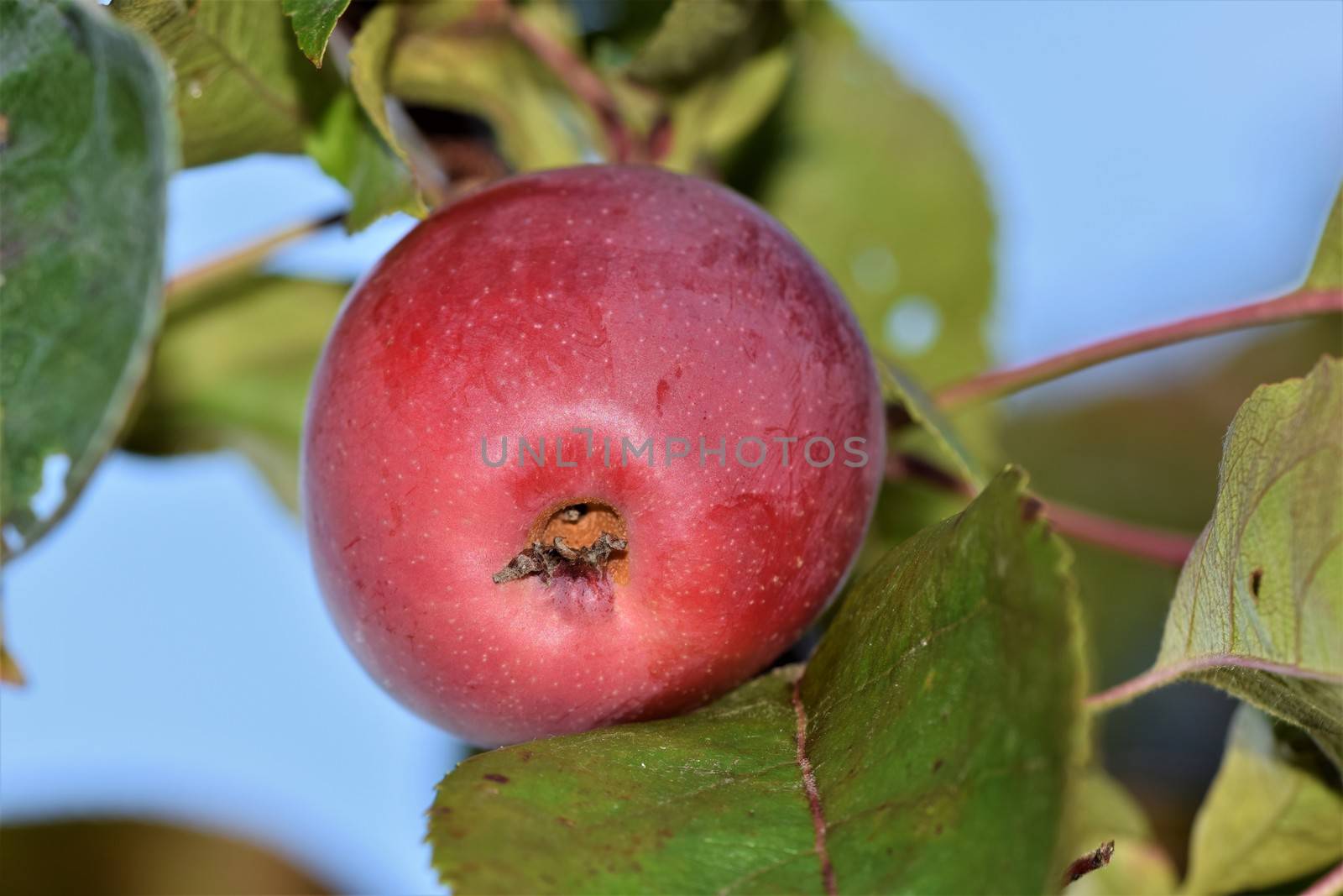 A single red apple in an appletree with branches and green leaves around it