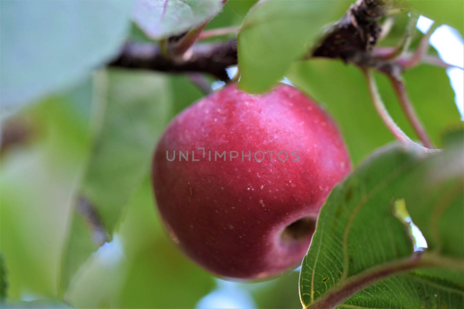 A single red apple in an appletree with branches and green leaves around it