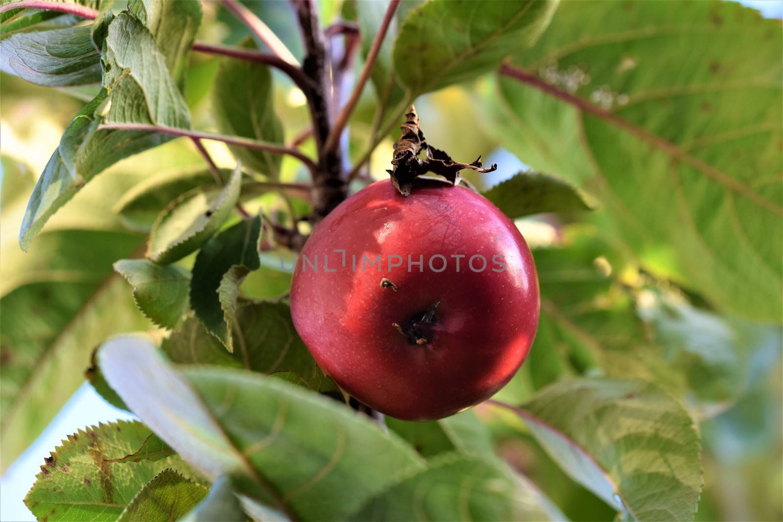 A single red apple in an appletree with branches and green leaves around it