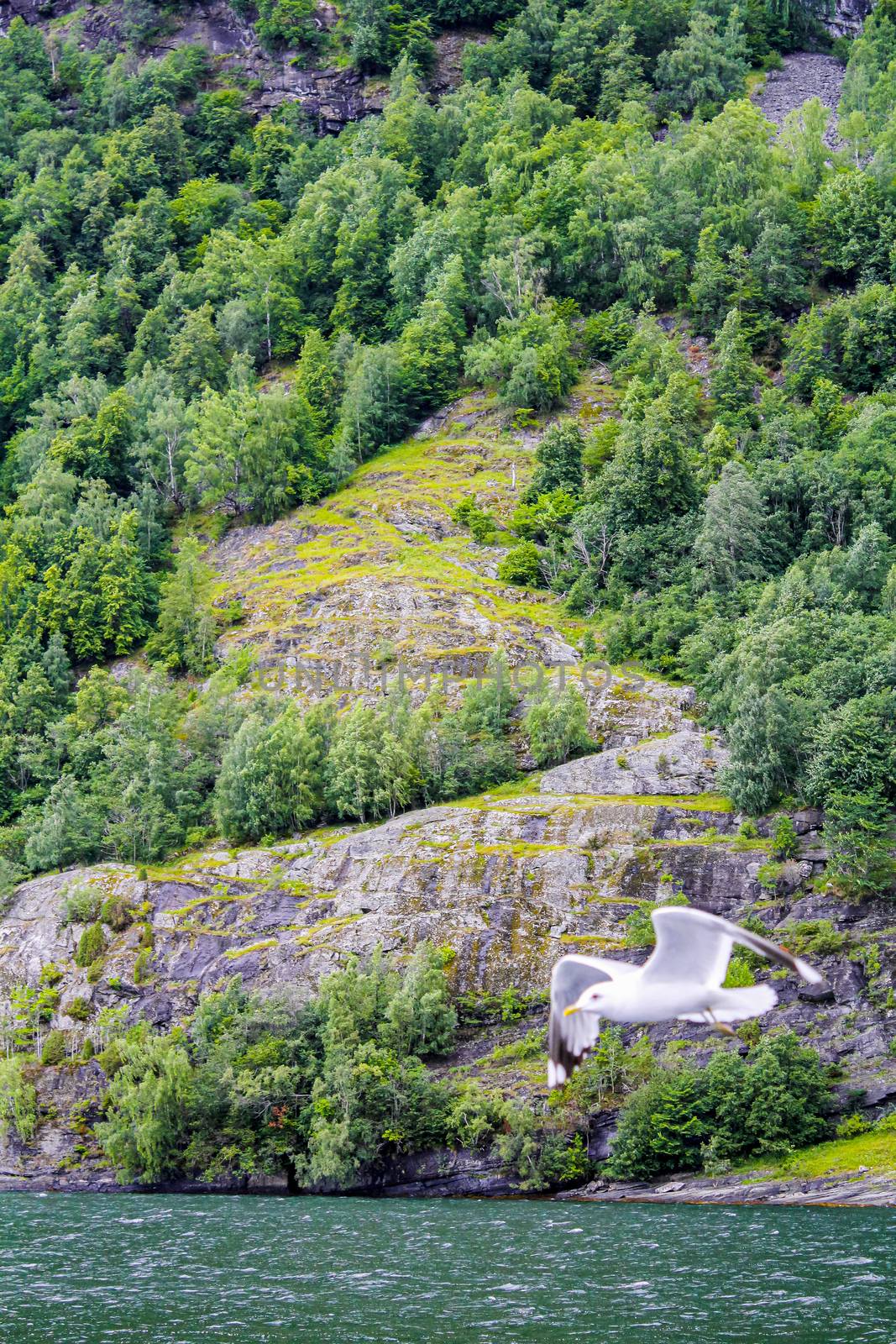 Seagulls fly through the beautiful mountain and fjord landscape in Aurlandsfjord Sognefjord in Norway.