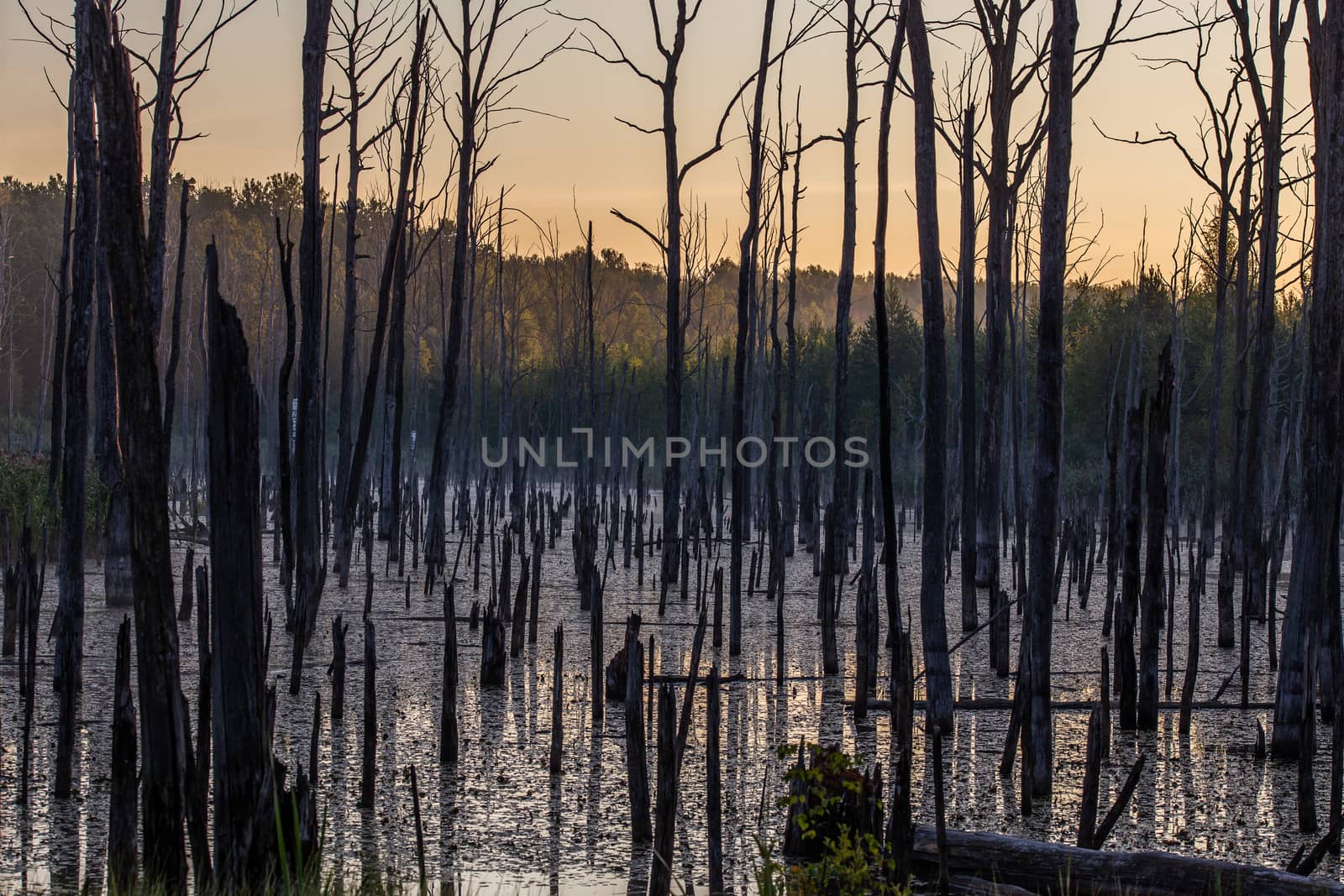 early morning in summer swamp with vertical dry gray straight dead tree trunks.