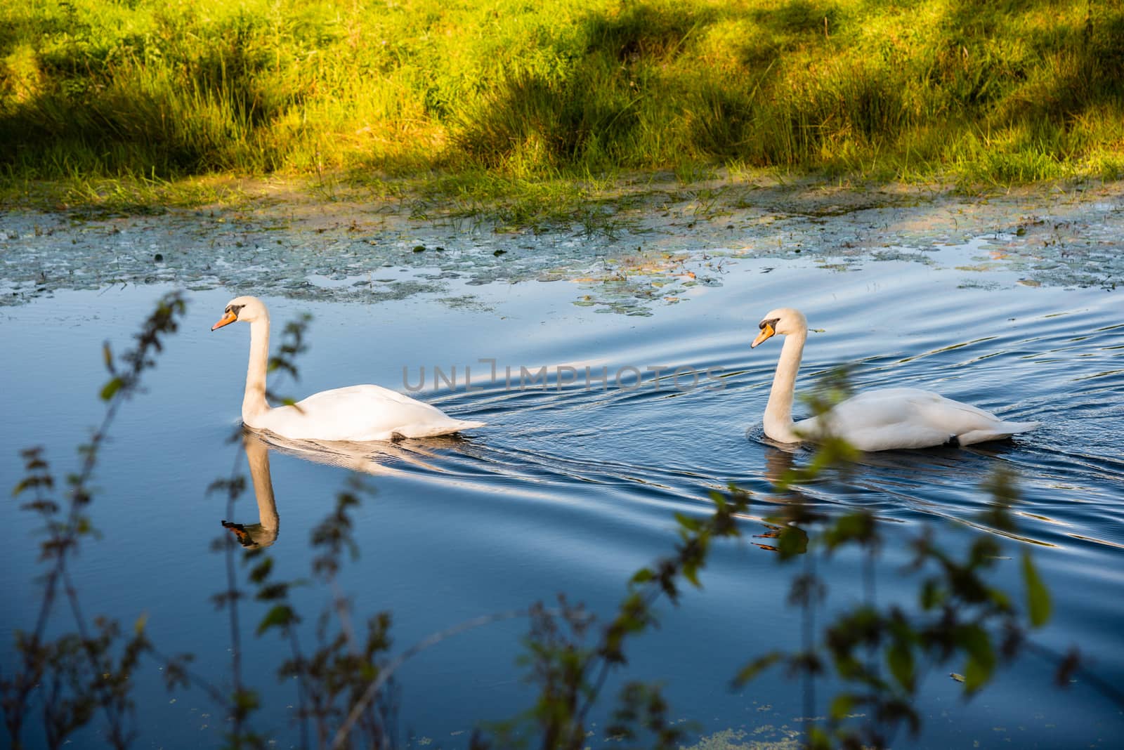 Two swans on the dissused Lancaster Canal at Crooklands by paddythegolfer