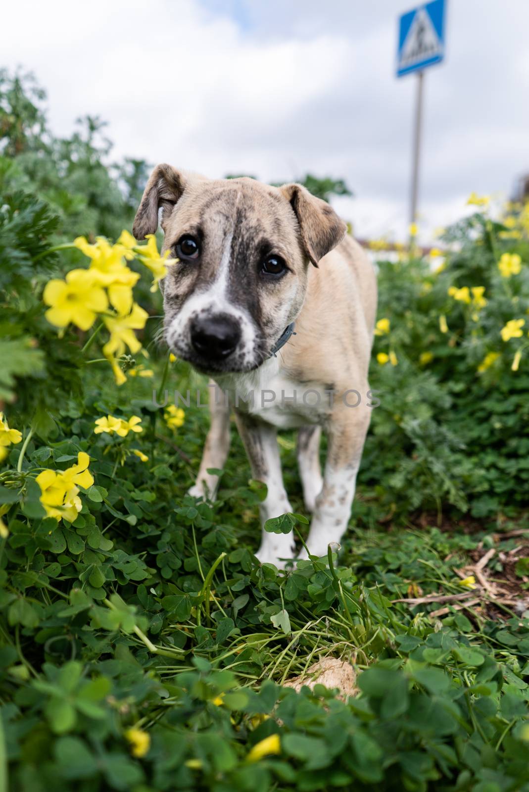 Vertical photograph of a mixed breed puppy strolling through the green field full of daisies and a road sign in the background.
