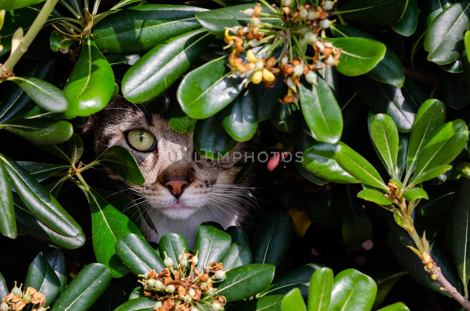 Photograph of a beautiful cat hiding behind a bush observing by miriamartgraphy