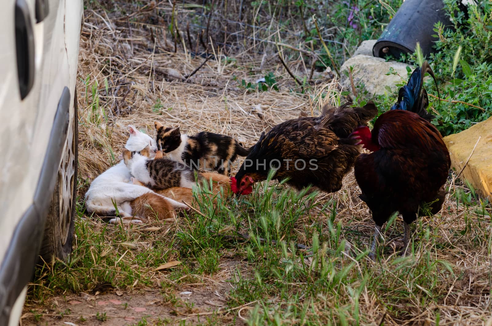 Photograph of some cats feeding on their mother with the protection of a rooster and a hen. by miriamartgraphy