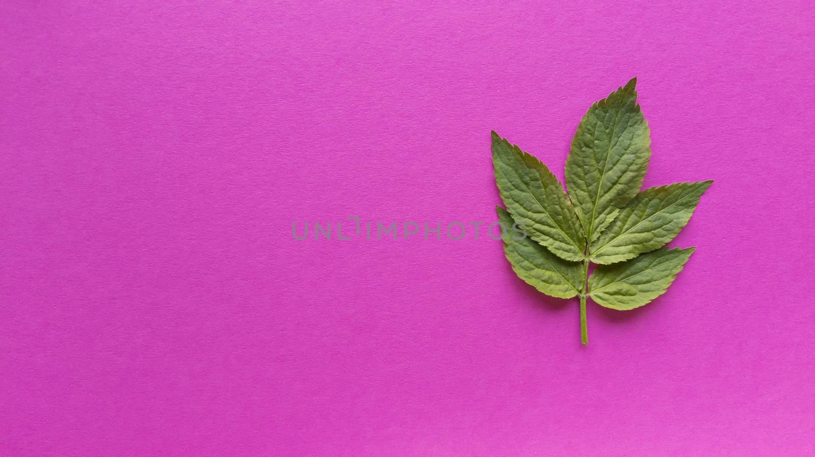 Grean leaves on pink background. Simple flat lay with pastel texture. Fashion eco concept. Stock photo. by anna_artist