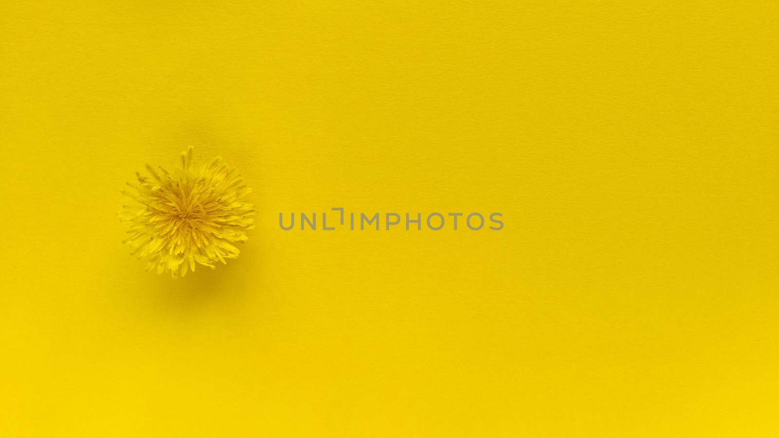 Yellow flower on yellow background. Monochrome simple flat lay with pastel texture. Fashion eco concept. Stock photography.