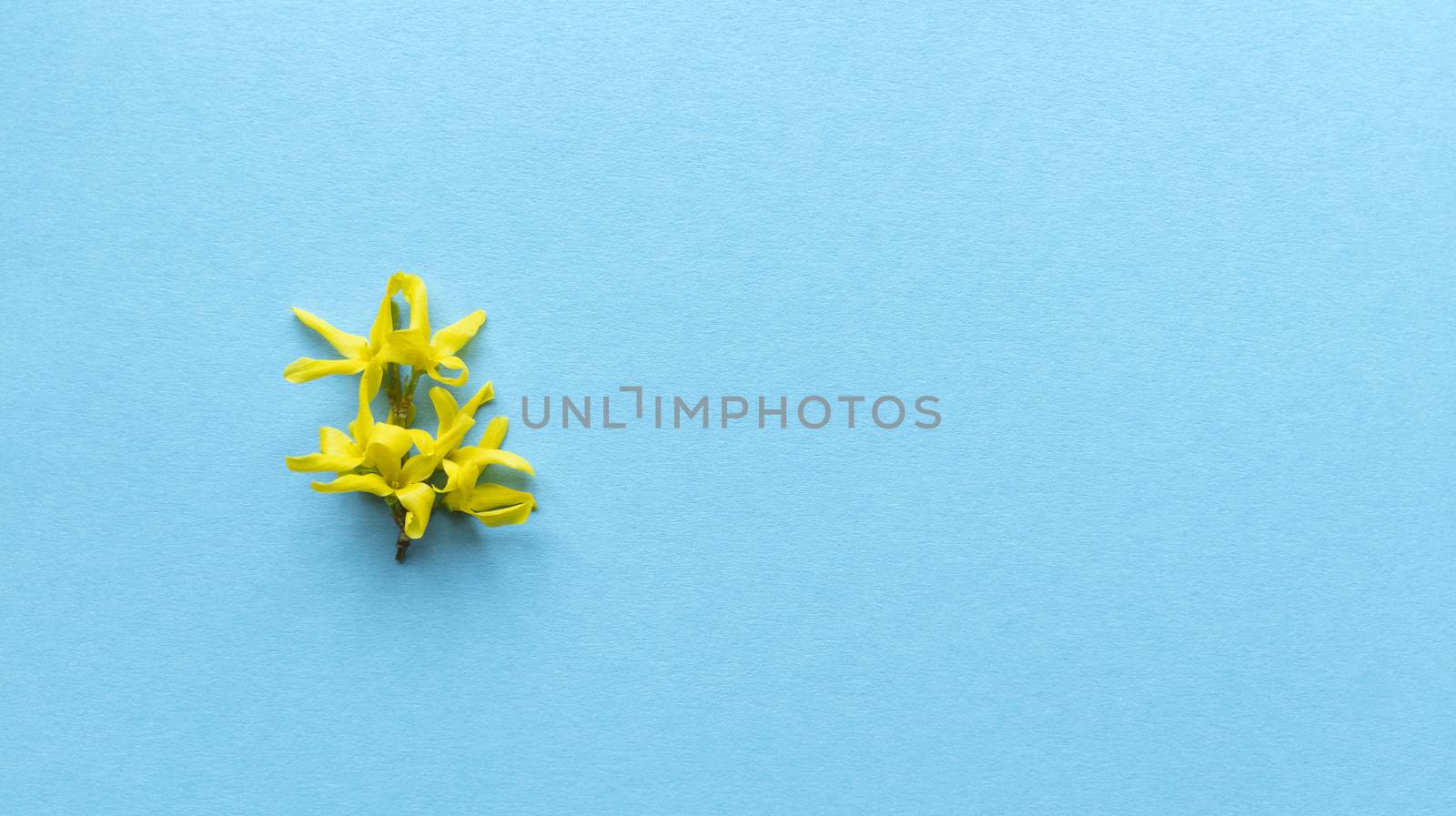 Yellow flower blue background. Simple flat lay with pastel texture. Fashion eco concept. Stock photography.