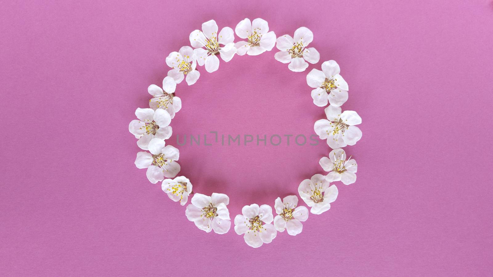 Bloom in circle on pink background. Simple flat lay with pastel texture. Fashion eco concept. Stock photo. by anna_artist