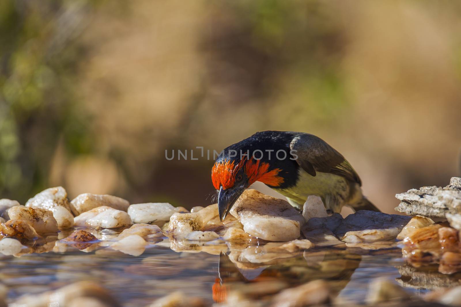 Black collared Barbet drinking in waterhole in Kruger National park, South Africa ; Specie Lybius torquatus family of Ramphastidae