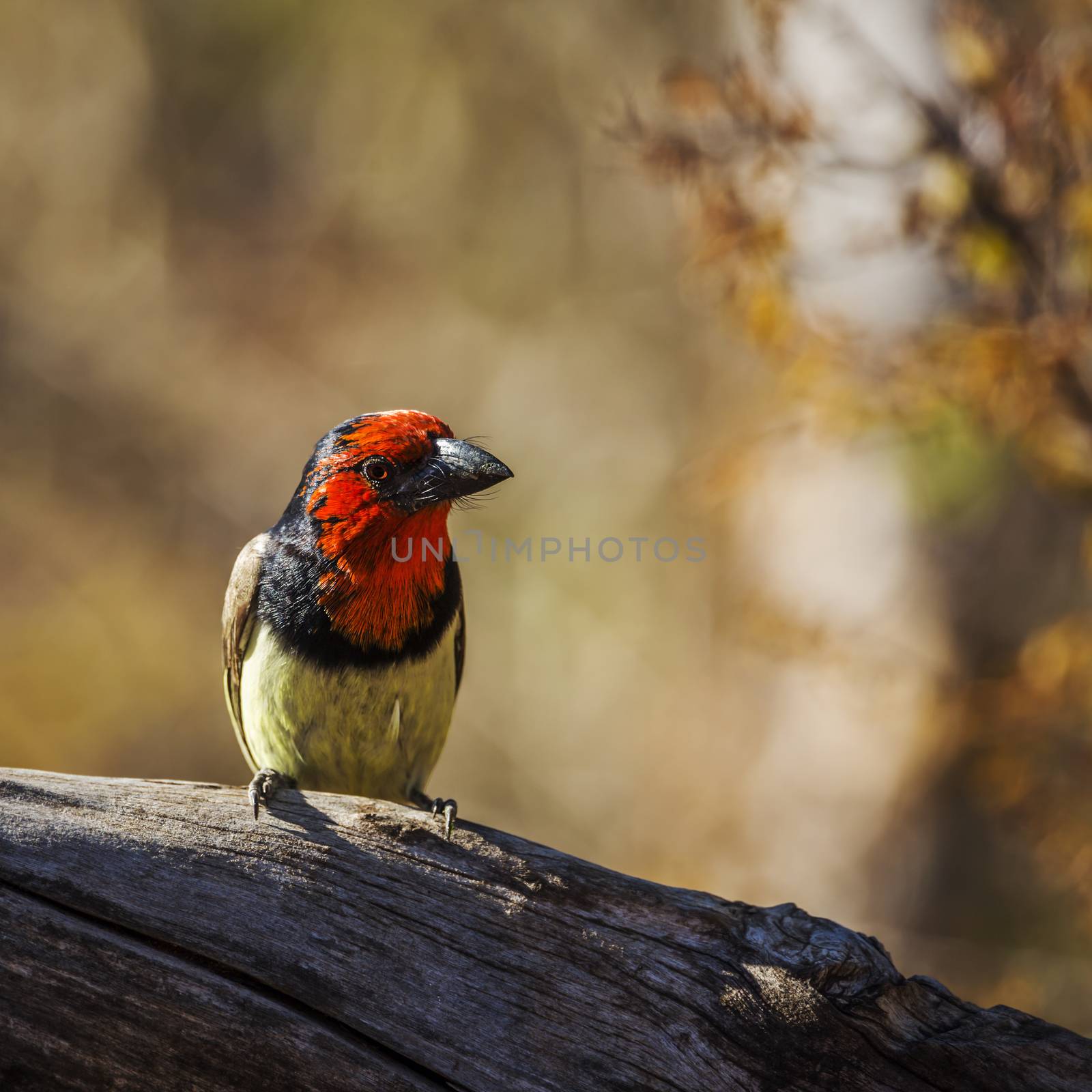 Black collared Barbet standing on a log isolated in blur background in Kruger National park, South Africa ; Specie Lybius torquatus family of Ramphastidae