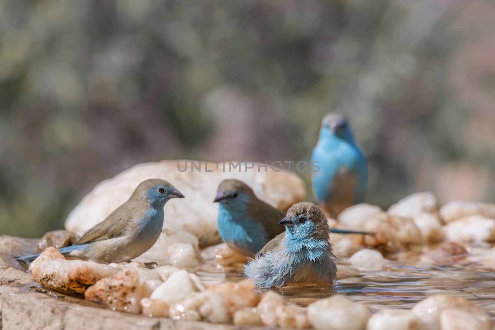 Four Blue-breasted Cordonbleu bathing in waterhole in Kruger National park, South Africa ; Specie Uraeginthus angolensis family of Estrildidae