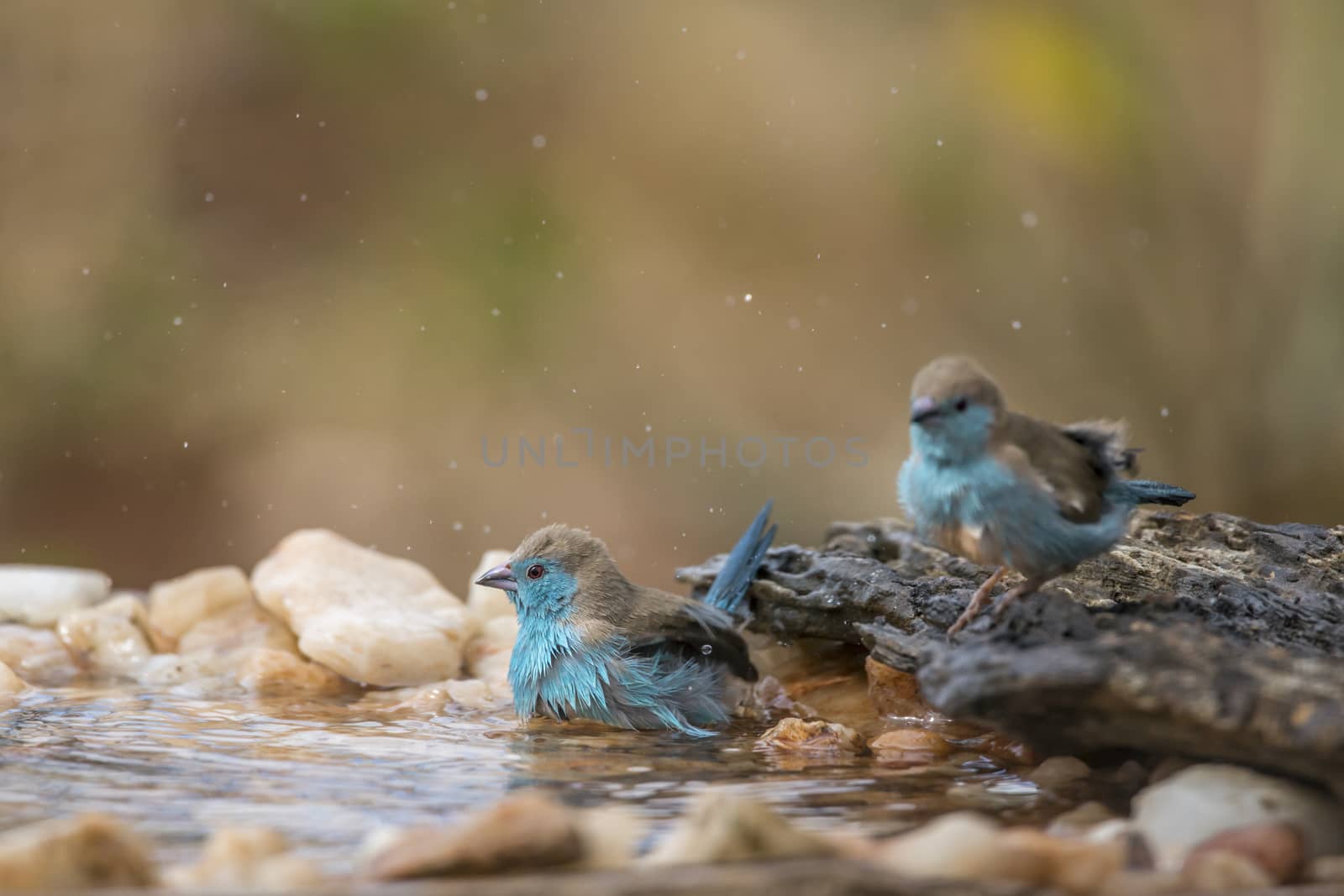 Two Blue-breasted Cordonbleu bathing in waterhole in Kruger National park, South Africa ; Specie Uraeginthus angolensis family of Estrildidae
