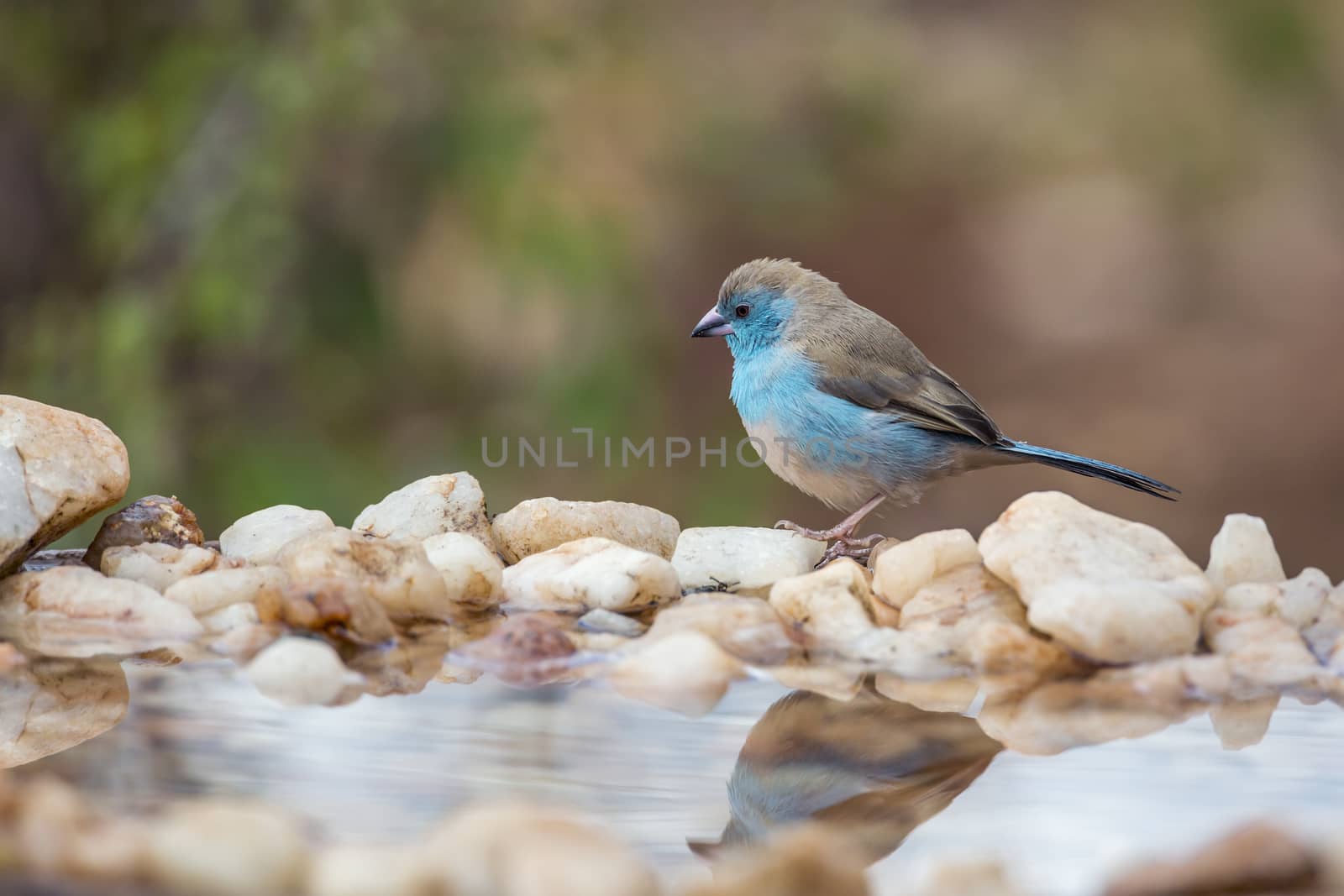 Blue-breasted Cordonbleu standing at waterhole in Kruger National park, South Africa ; Specie Uraeginthus angolensis family of Estrildidae