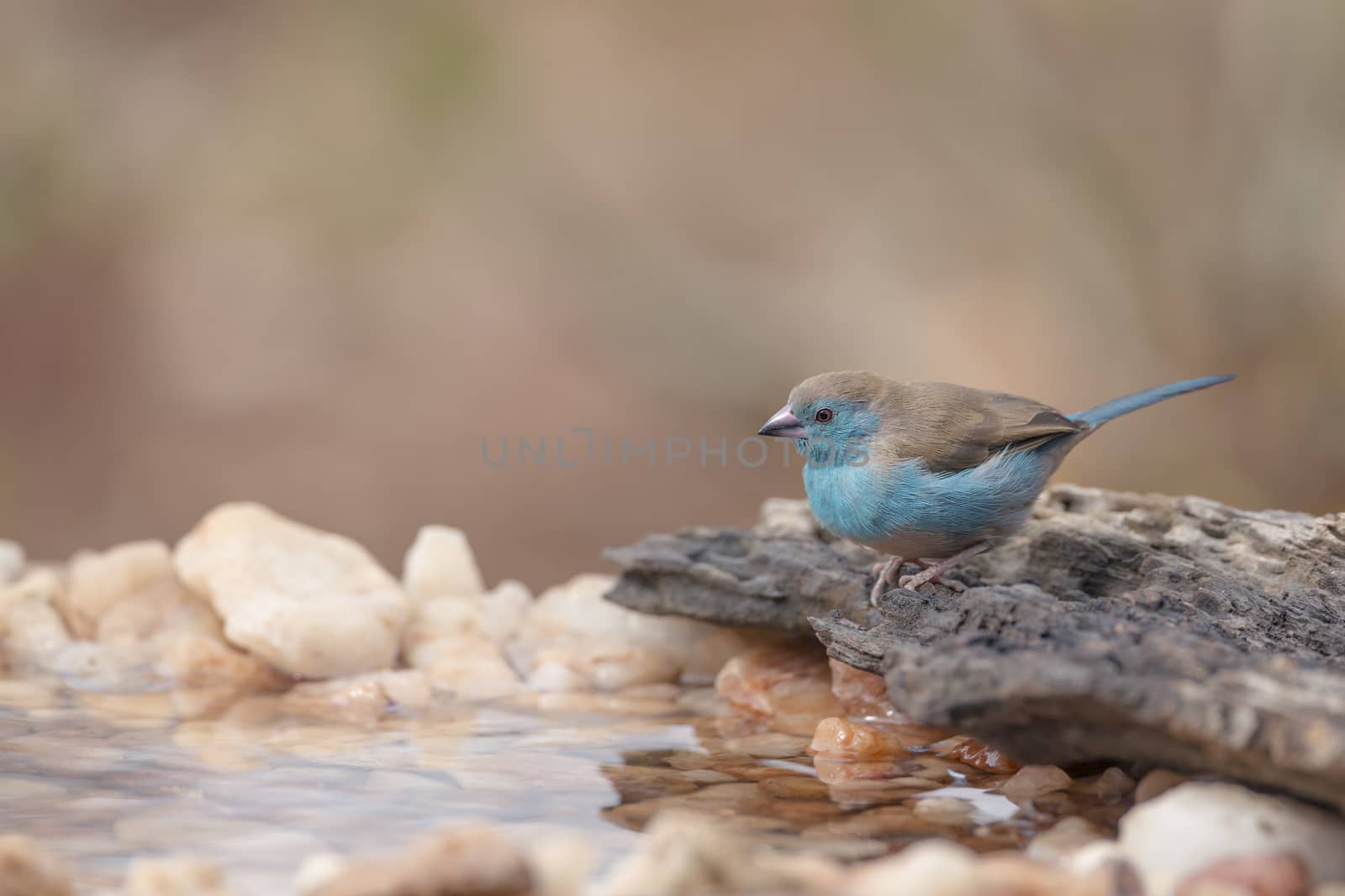 Blue-breasted Cordonbleu in Kruger National park, South Africa ; Specie Uraeginthus angolensis family of Estrildidae