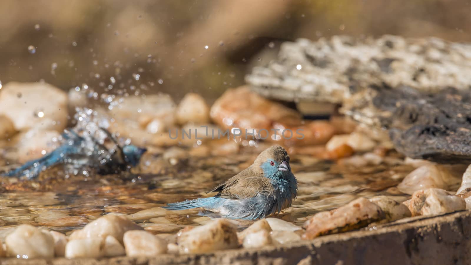 Two Blue-breasted Cordonbleu bathing in waterhole in Kruger National park, South Africa ; Specie Uraeginthus angolensis family of Estrildidae
