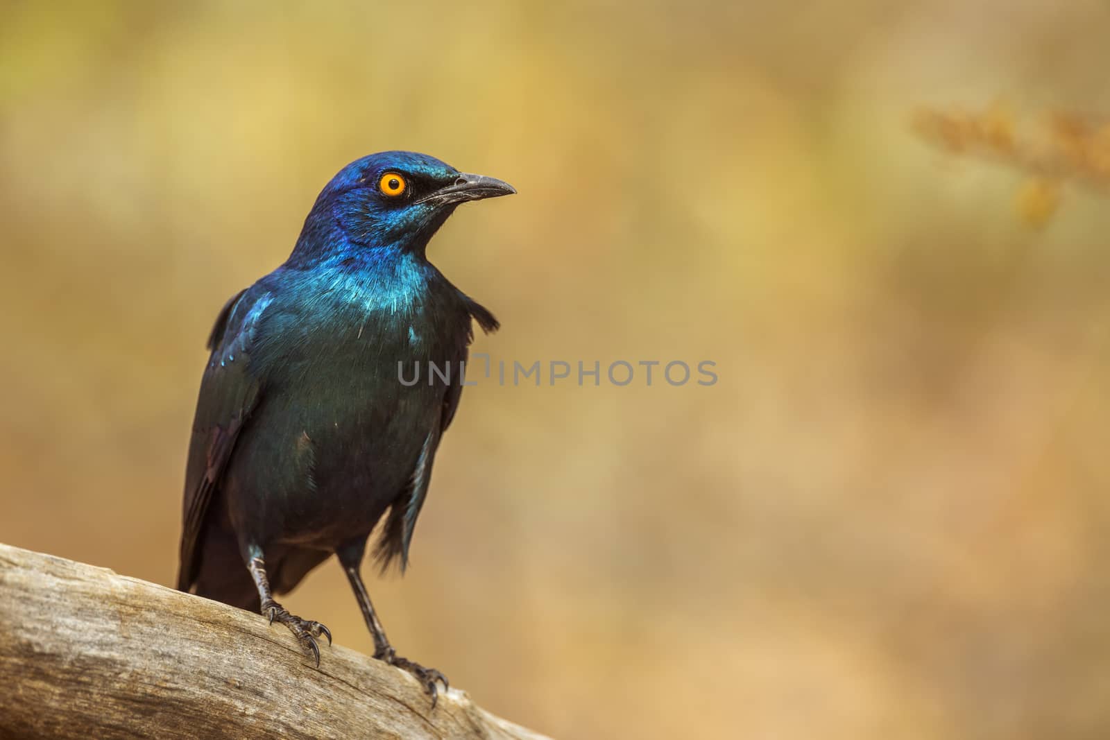 Cape Glossy Starling isolated in natural background in Kruger National park, South Africa ; Specie Lamprotornis nitens family of Sturnidae