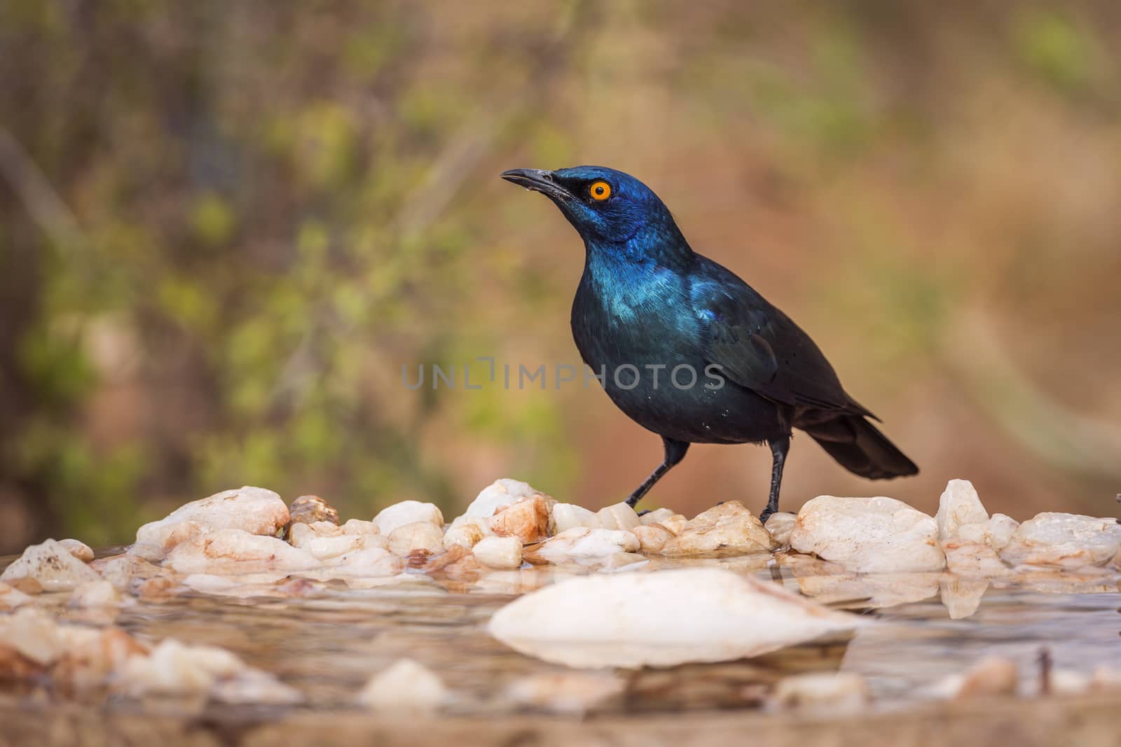 Cape Glossy Starling in waterpond in Kruger National park, South Africa ; Specie Lamprotornis nitens family of Sturnidae