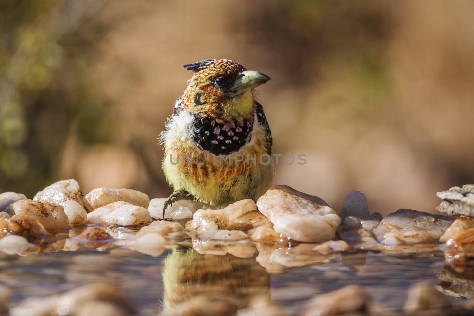 Crested Barbet standing in waterhole in Kruger National park, South Africa ; Specie Trachyphonus vaillantii family of Ramphastidae