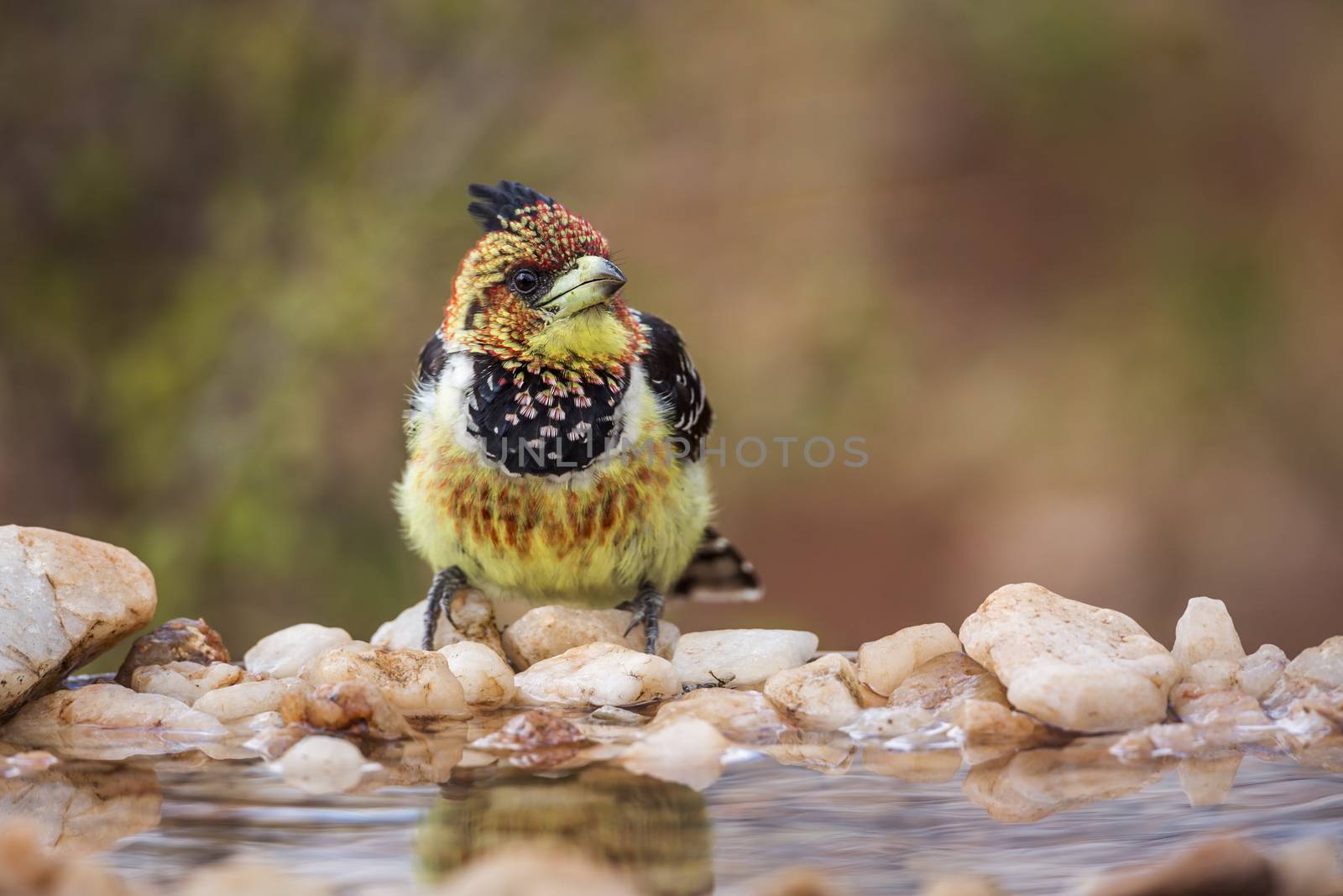 Crested Barbet standing at waterhole in Kruger National park, South Africa ; Specie Trachyphonus vaillantii family of Ramphastidae