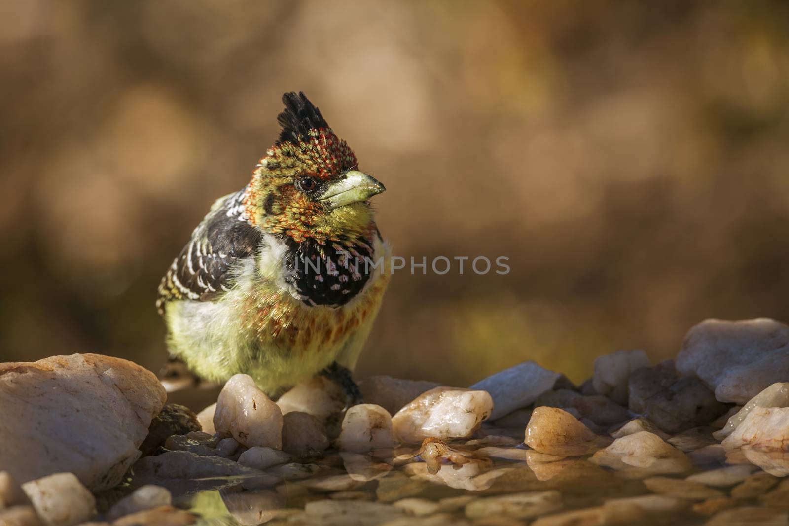 Crested Barbet standing at waterhole in Kruger National park, South Africa ; Specie Trachyphonus vaillantii family of Ramphastidae