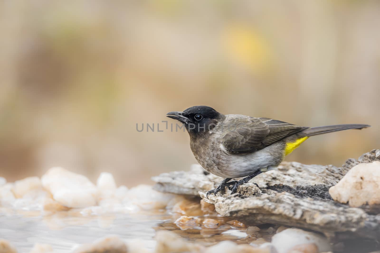 Dark capped Bulbul standing at waterhole in Kruger National park, South Africa ; Specie Pycnonotus tricolor family of Pycnonotidae