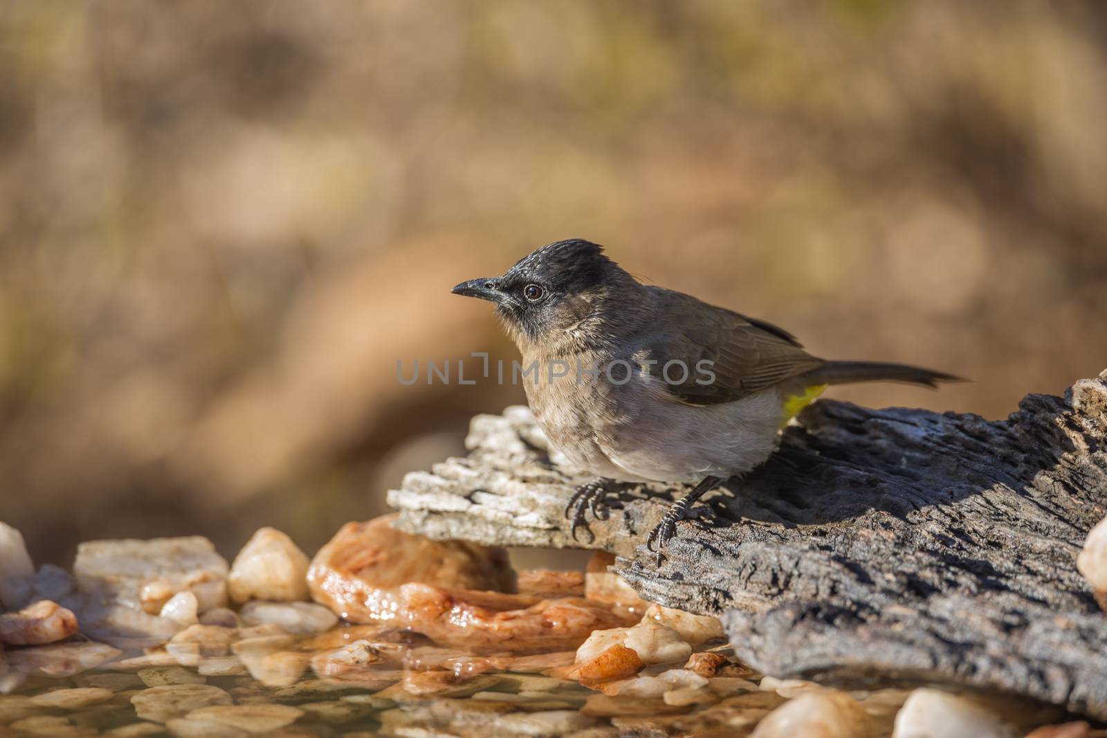 Dark capped Bulbul standing at waterhole in Kruger National park, South Africa ; Specie Pycnonotus tricolor family of Pycnonotidae