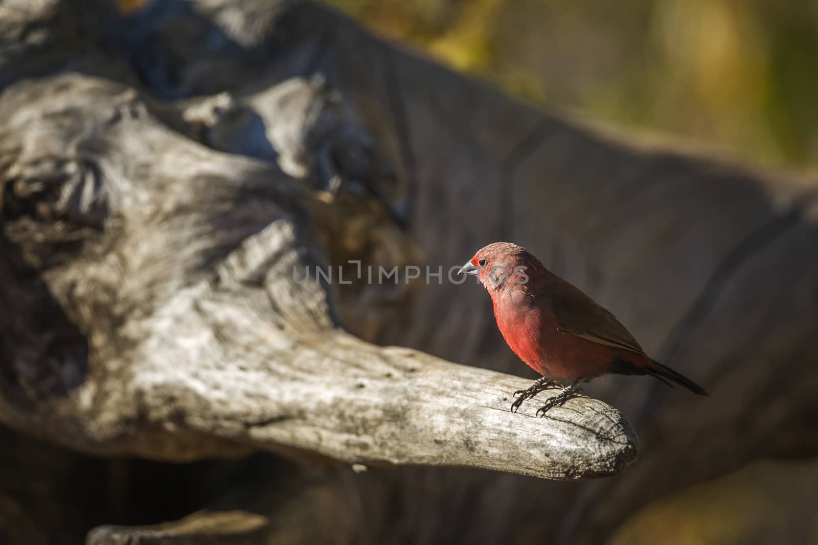 Jameson Firefinch male standing on a log in Kruger National park, South Africa ; Specie Lagonosticta rhodopareia family of Estrildidae