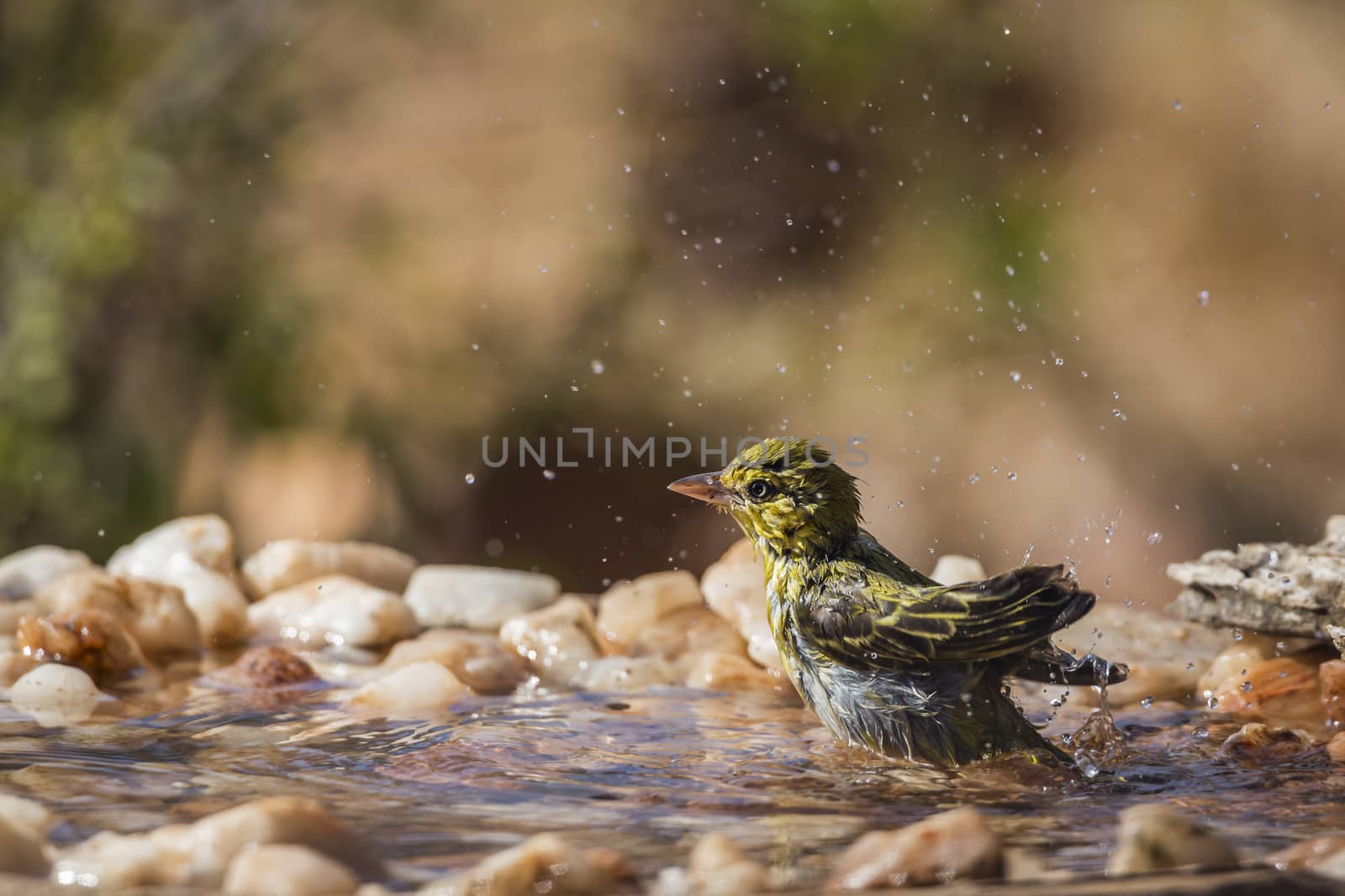 Lesser Masked Weaver bathing in waterhole in Kruger National park, South Africa ; Specie Ploceus intermedius family of Ploceidae