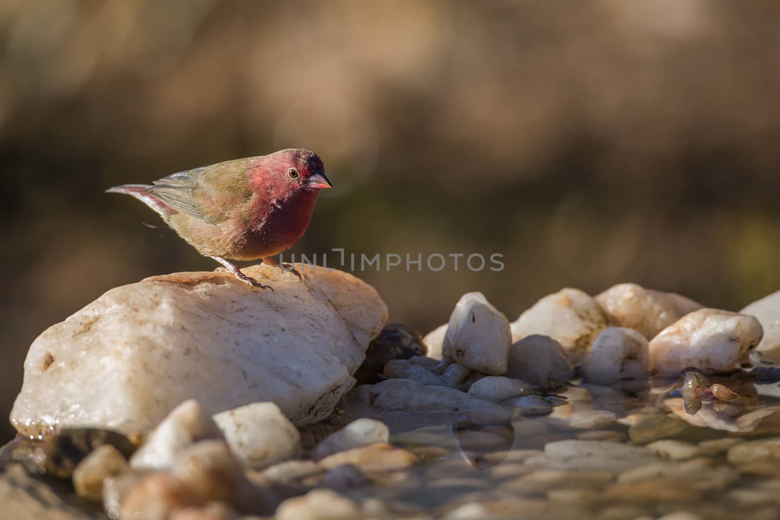 Red-billed Firefinch male standing at waterhole in Kruger National park, South Africa ; Specie family Lagonosticta senegala of Estrildidae