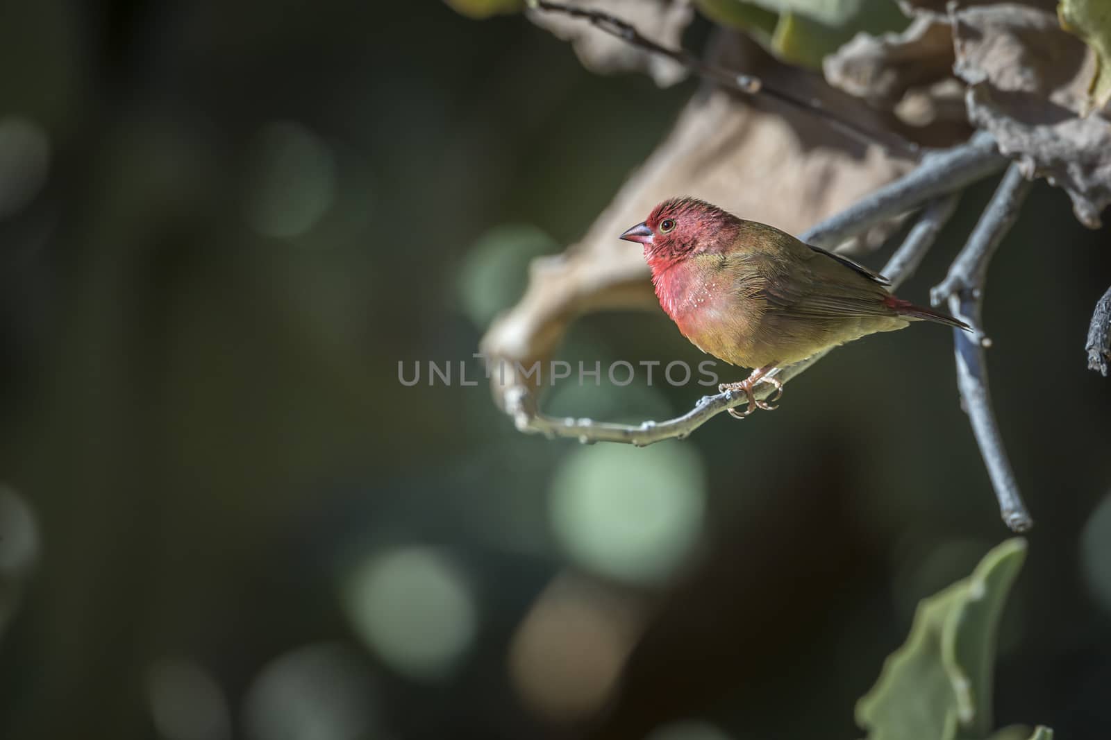 Red-billed Firefinch male standing on a branch in Kruger National park, South Africa ; Specie family Lagonosticta senegala of Estrildidae
