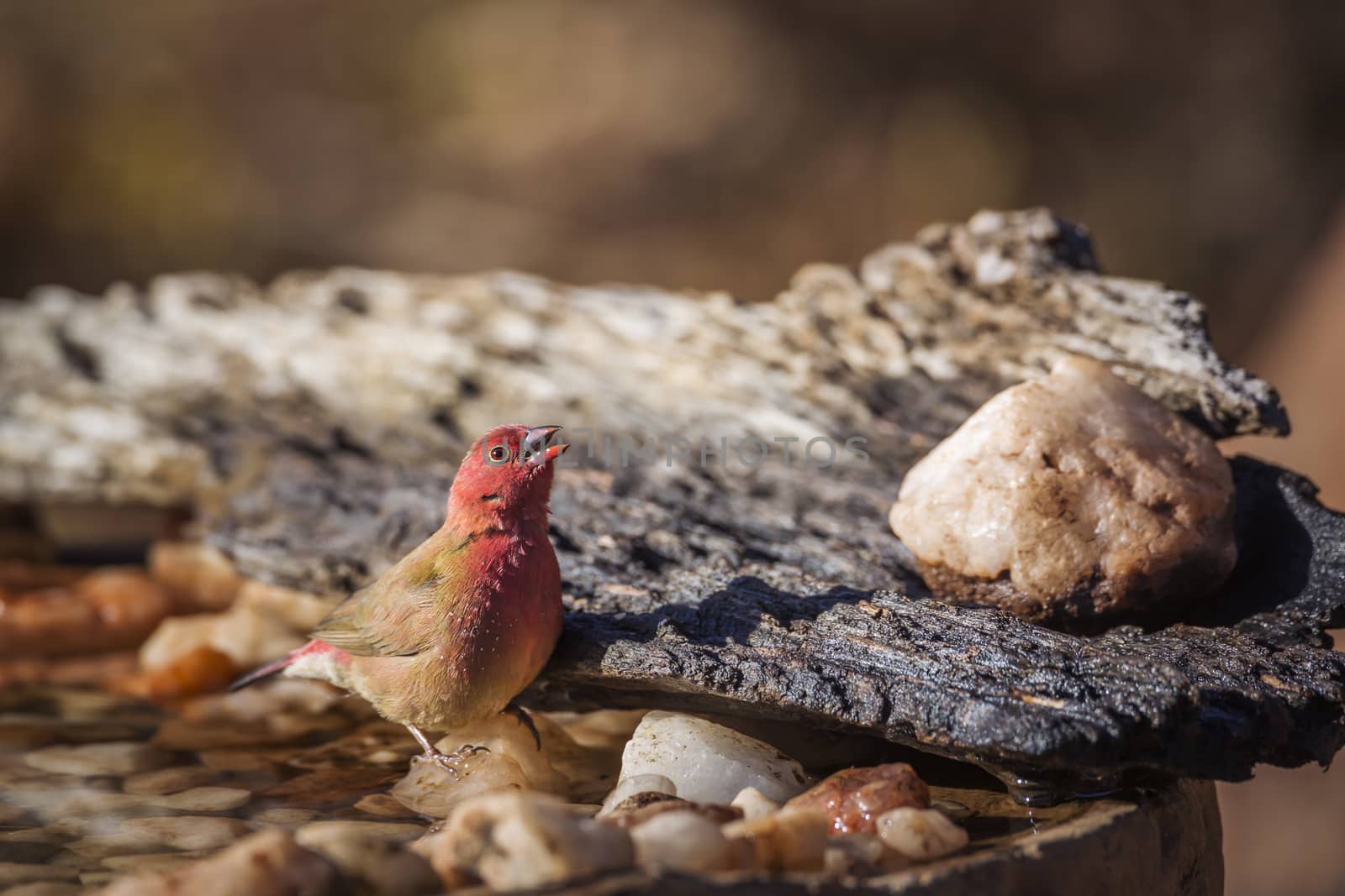 Red-billed Firefinch male in waterpond in Kruger National park, South Africa ; Specie family Lagonosticta senegala of Estrildidae