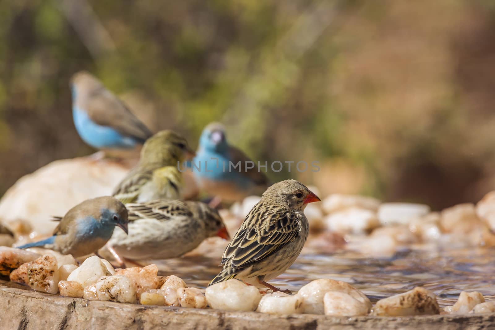 Blue breasted Cordonbleu,Village weaver and Red-billed Quelea bathing in waterhole in Kruger national park, South Africa