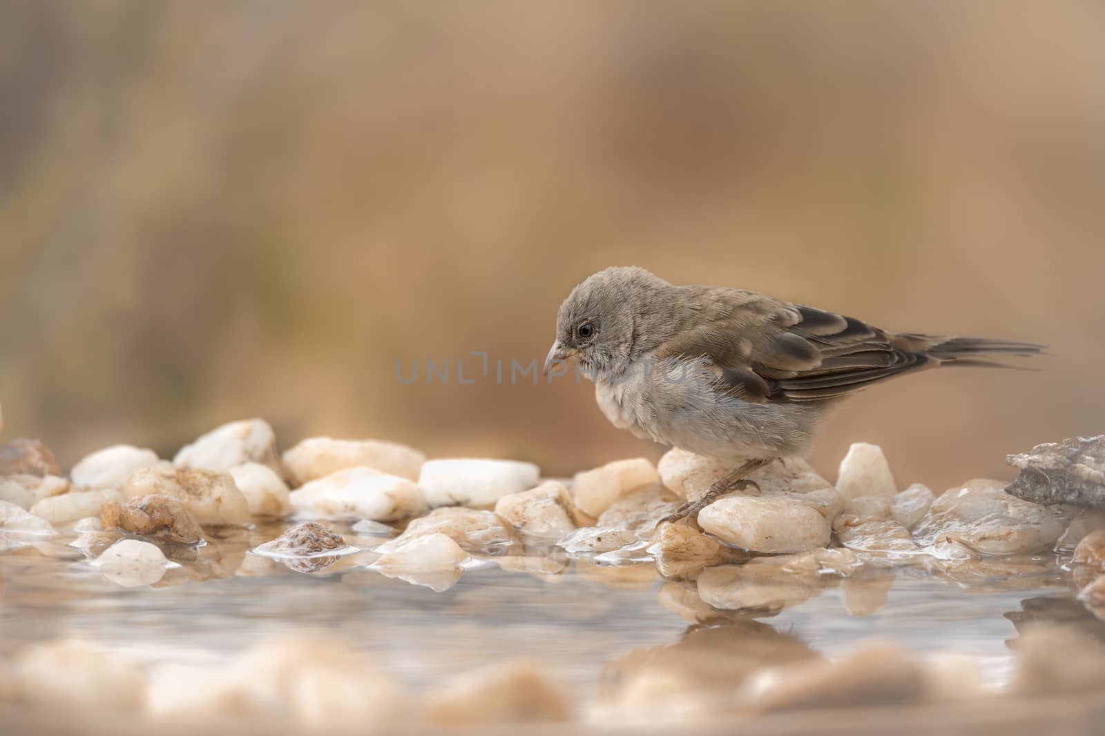 Southern Grey-headed Sparrow standing at waterhole in Kruger National park, South Africa ; Specie family Passer diffusus of Passeridae
