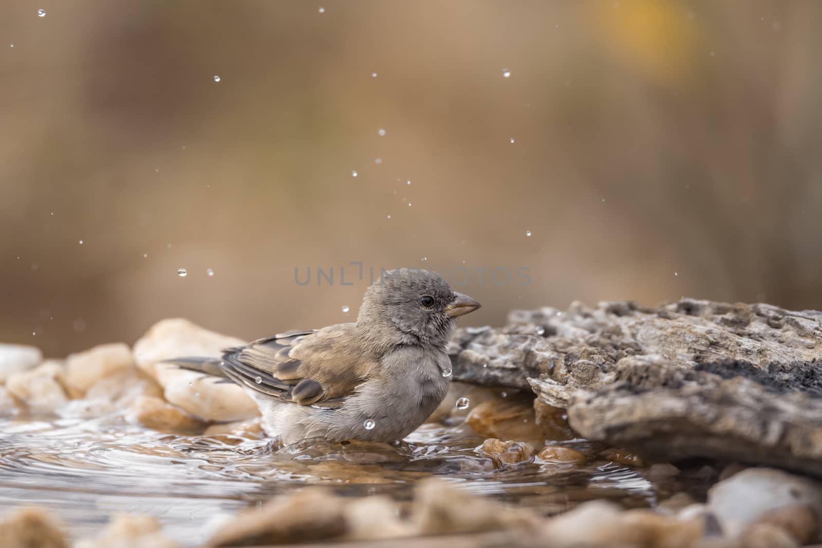 Southern Grey-headed Sparrow bathing at waterhole in Kruger National park, South Africa ; Specie family Passer diffusus of Passeridae