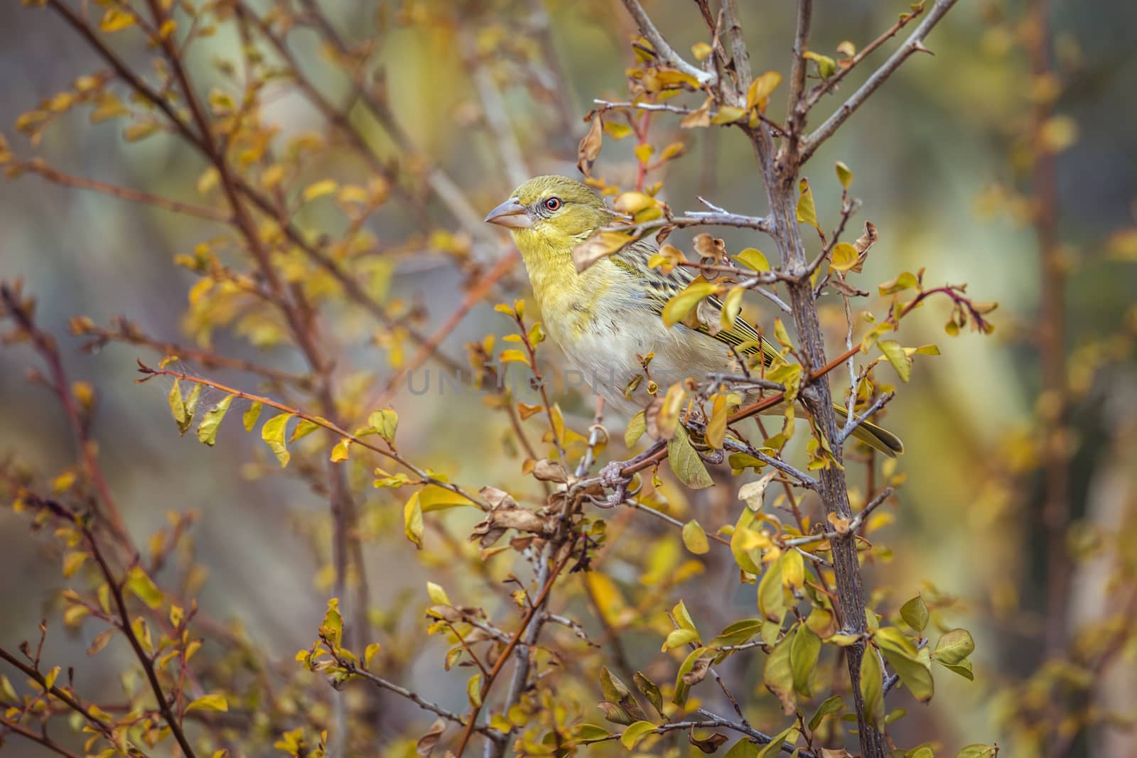 Village weaver in fall colors shrub in Kruger National park, South Africa ; Specie Ploceus cucullatus family of Ploceidae