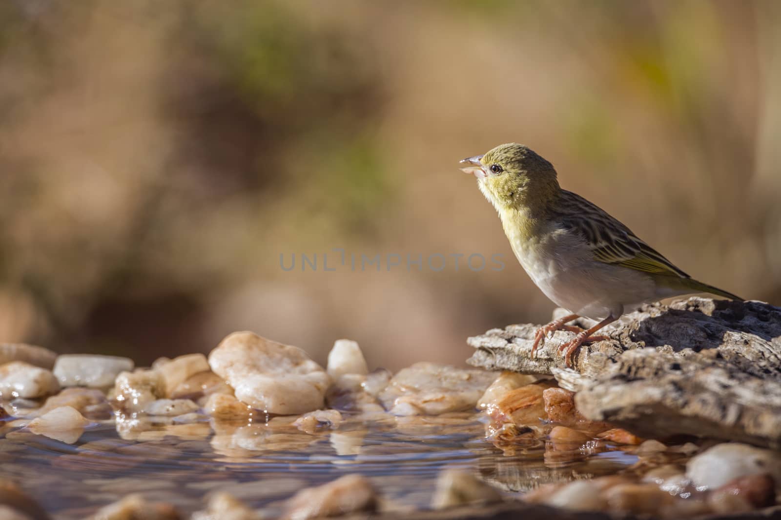 Village weaver in Kruger National park, South Africa ; Specie Ploceus cucullatus family of Ploceidae
